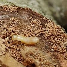 efectivos control de plagas en termitas de madera seca