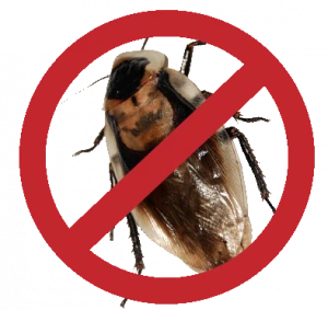 cucarcha control de plagas